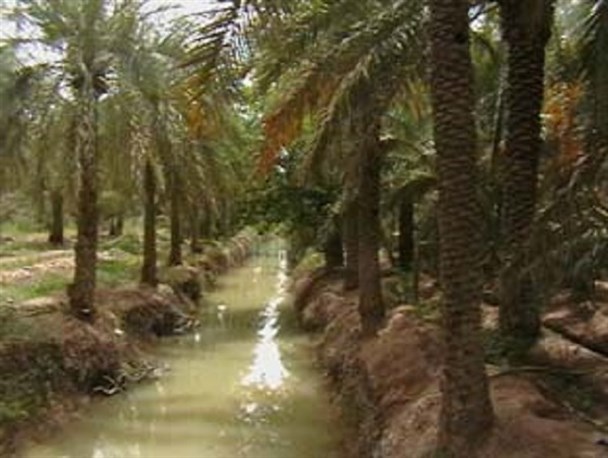 کشاورزان نخل کار حاجی آبادی همچنان چشم انتظار  پرداخت غرامت بیمه/کمبود نقدینگی علت پرداخت نشدن بیمه کشاورزان