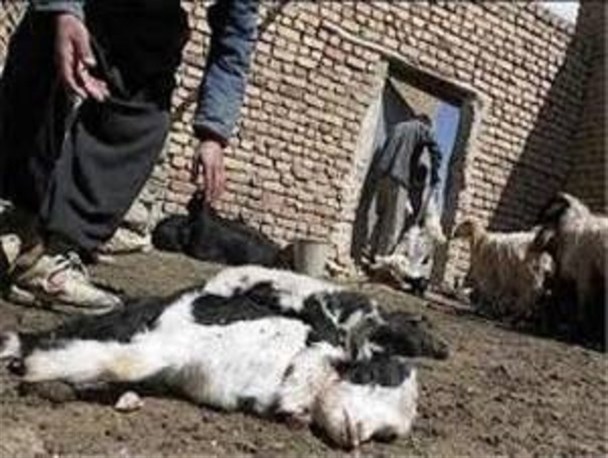در صورت نیاز، ارتش برای مقابله با بحران تب برفکی وارد عمل می‌شود