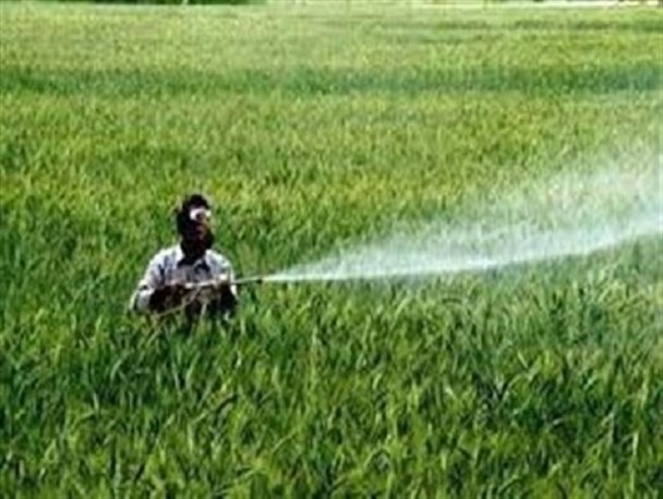 مبارزه با سن گندم در مزارع جاجرم آغاز شد