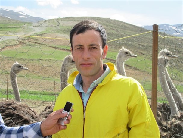 جوان روستایی با پرورش شتر مرغ به واقعیت توانستن و رفع مشکل اقتصادی رسید/آفت موفقیت کارآفرینی، عدم حمایت است+تصاویر