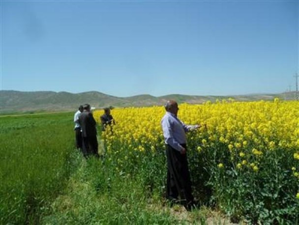 کنترل عوامل خسارتزای کلزا در شهرستان اسلام آبادغرب
