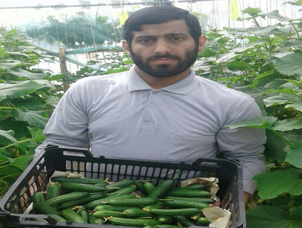 کشتِ خیار گلخانه ای در پشت بام منزل