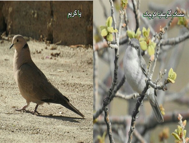 مشاهده دوگونه پرنده جدید در چهارمحال و بختیاری