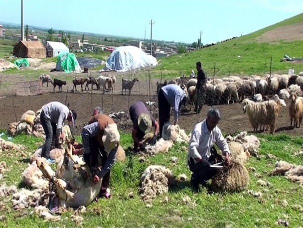 پشم چینی گوسفندان عشایر اصلاندوز مغان+تصاوی