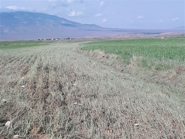 سیل ۳۵ میلیارد ریال به کشاورزان و دامداران جاجرمی خسارت زد