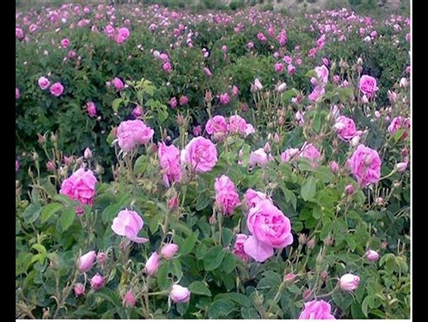 اشتغال خوش عطر و رنگ با گل محمدی در قم