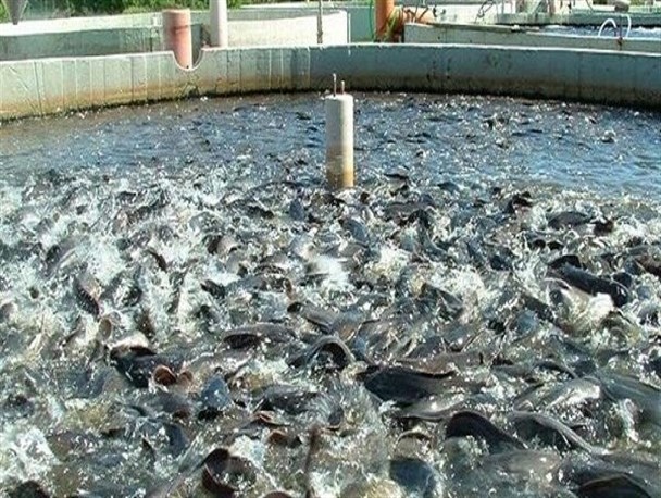 ۳ هزار تن به ظرفیت تولید ماهی در لرستان اضافه می‌شود