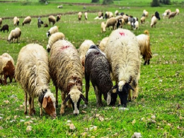 عشایر استان کرمانشاه سالیانه ۲ هزار تن پشم تولید می‌کنند