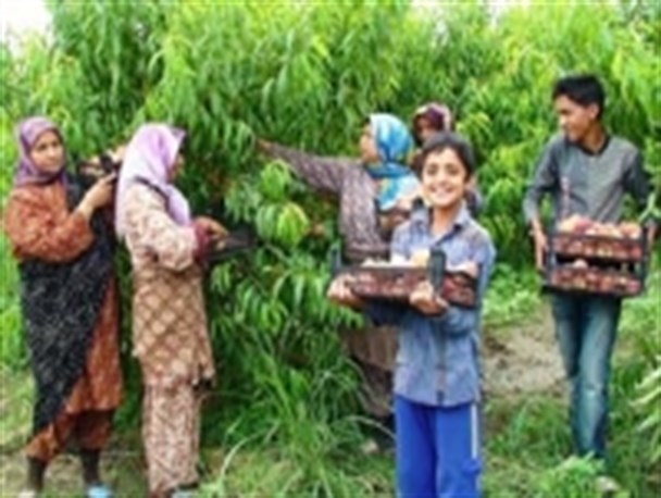 آغاز برداشت هلو نوبرانه از باغات گالیکش + گزارش تصویری