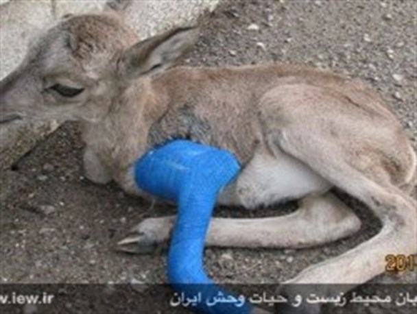 بازگرداندن بره میش وحشی به آغوش طبیعت