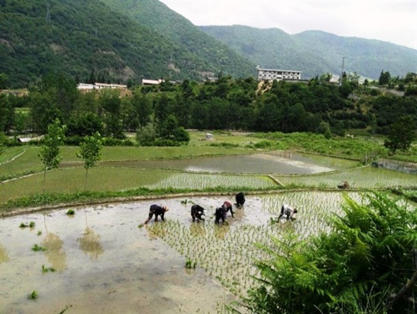 نشاء سنتی در سوادکوه+تصاویر