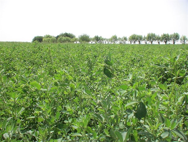 کبودراهنگ مقام نخست استان در تولید یونجه کسب کرد
