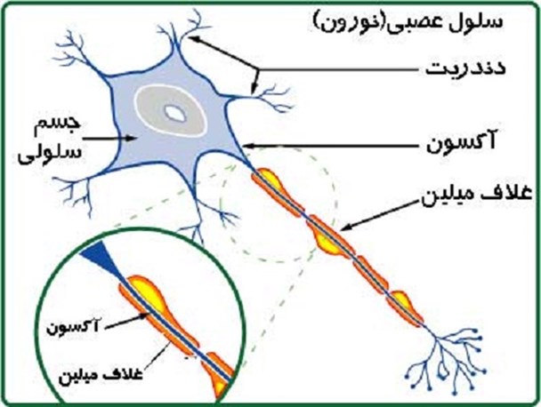 فیزیولوژی اعصاب و هدایت پیام آوران الهی