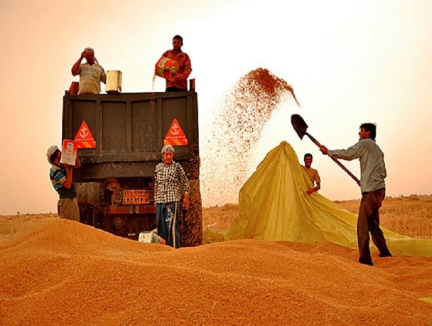 204 هزار و 254 تن جو از کشاورزان گلستانی خریداری شده است