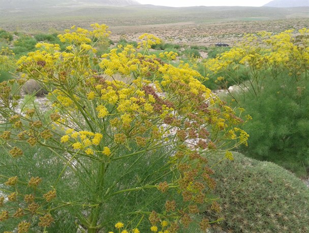 طبیعت بهاری کوههای نگین سبز فارس + تصاویر