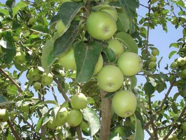 برداشت بیش از هزار تن میوه تابستانی در سرایان