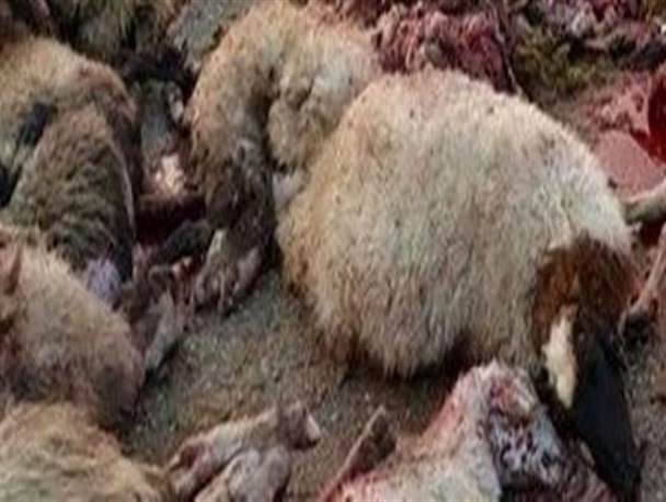 گرگ گرسنه ۵۰ راس گوسفند را درید