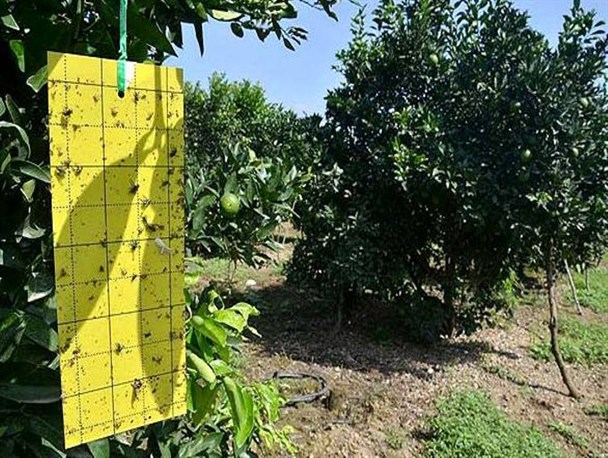 خطر طغیان آفت مگس مدیترانه‌ای در یزد / «طاعون گیاهی» در کمین باغات استان یزد است