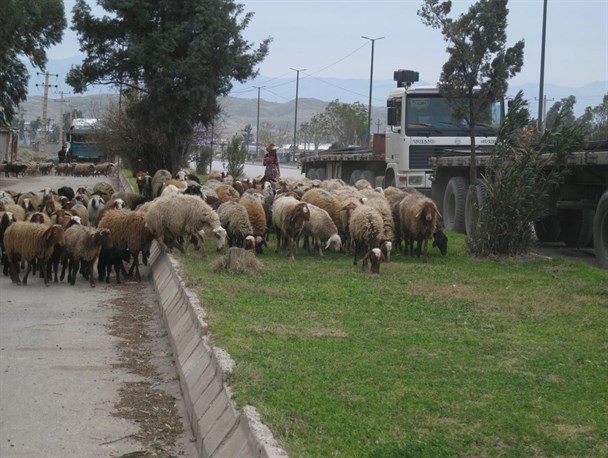 نارضایتی شهروندان قزوینی از چرای دام در حومه شهری
