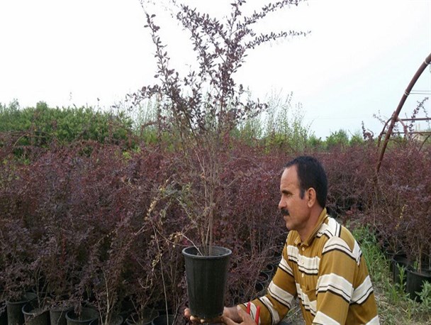 نسیم این گلخانه به بازار کار وزید/ اشتغالزایی برای 19 نفر در گلستان باغبان گلستانی