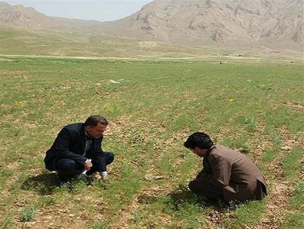 کشت 12/5 هکتار گیاهان دارویی در مزارع شهرستان هرسین