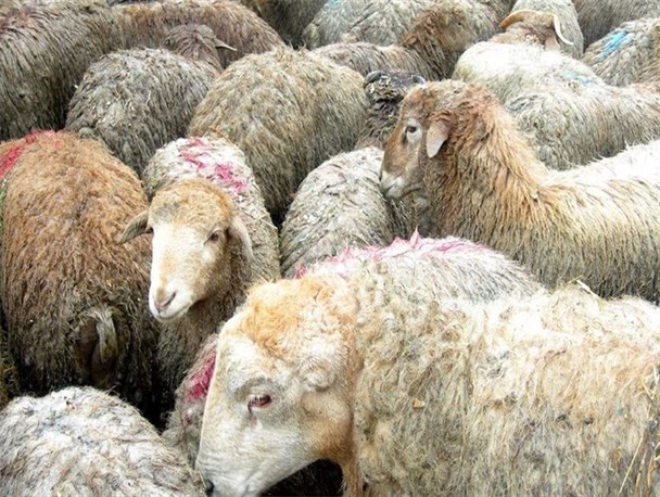 شیوع بیماری تب برفکی در دامهای سبک شهرستان اسفراین