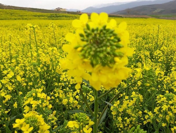 پیش بینی برداشت ۵ هزار تن کلزا در استان همدان