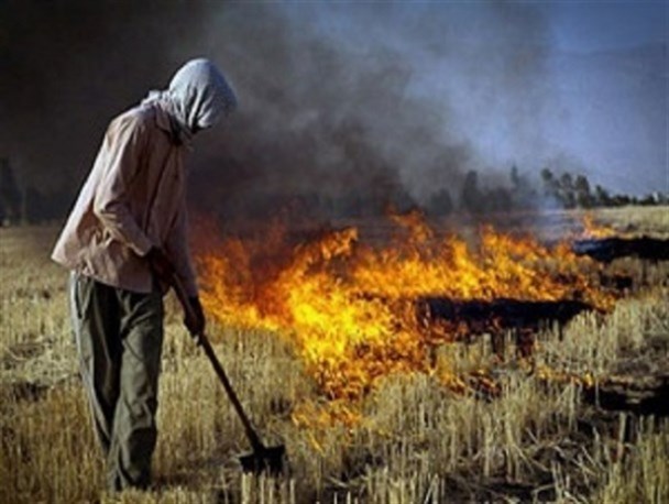 آتش زدن بقایای محصولات کشاورزی ممنوع است/ با متخلفان برخورد می شود