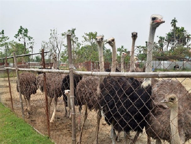 گام های بزرگ کشاورزانی که زمینه جهش تولید و تحول اقتصادی را به دنبال دارد/تغییر اقلیم یکی از مهمترین دلایل پرورش شتر مرغ در دنیا