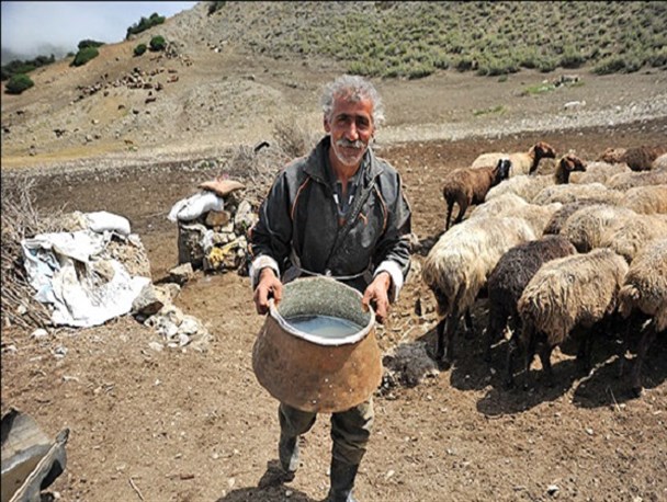 شیردوشان؛ آیین سنتی ۱۰۰ساله دامداران شمال/ جشنی برای شکرگزاری از نعمت‌های الهی