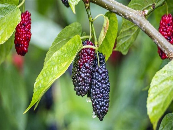 برداشت توت درختی از سطح ۴۰ هکتار از توتستان‌های آذربایجان‌غربی