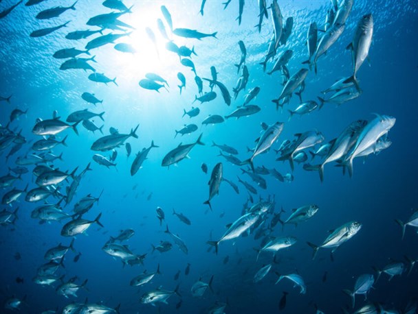 روز جهانی اقیانوس‌ها و ضرورت پیاده‌سازی خط‌مشی بهره‌برداری از دریاها