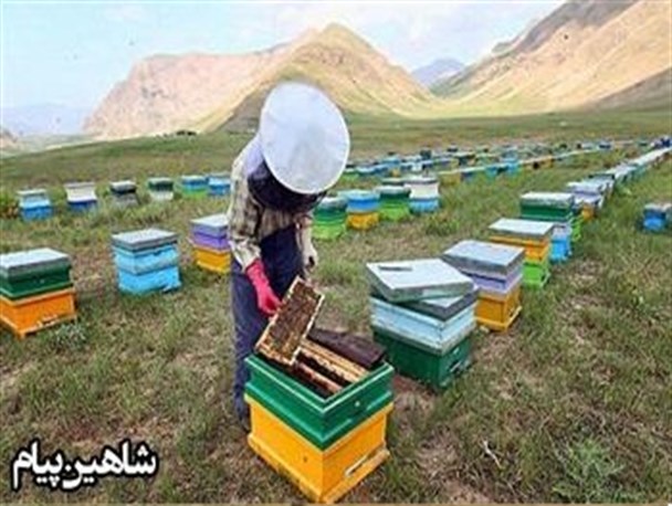 فعالیت 200 زنبورستان در شاهین دژ/40 هزار کندوی عسل در ارتفاعات شهرستان