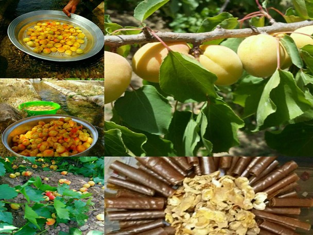 تصاویری از برداشت زردآلو در فریس آباد کمیجان