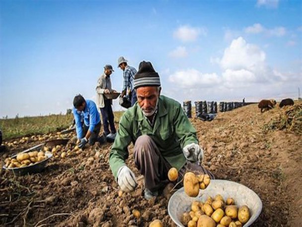 میزان خرید سیب زمینی بهاره در گلستان از مرز ۸۷۰۰ تن عبور کرد