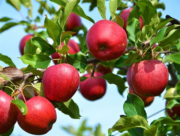 پیش‌بینی تولید ۶۹ هزار تن سیب در خراسان شمالی/ تولید بیشترین سیب استان در شیروان و اسفراین