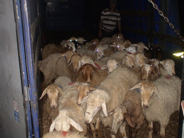 کشف 303 راس دام قاچاق در مشگین /2 قاچاقچی دستگیر شد