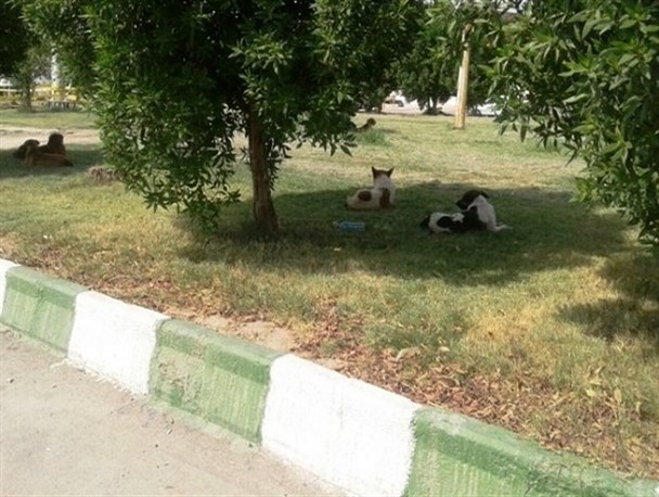 جولان سگ های ولگرد سلامت شهروندان را به خطر می اندازد/ اتلاف بیش از 600 قلاده سگ در زاهدان
