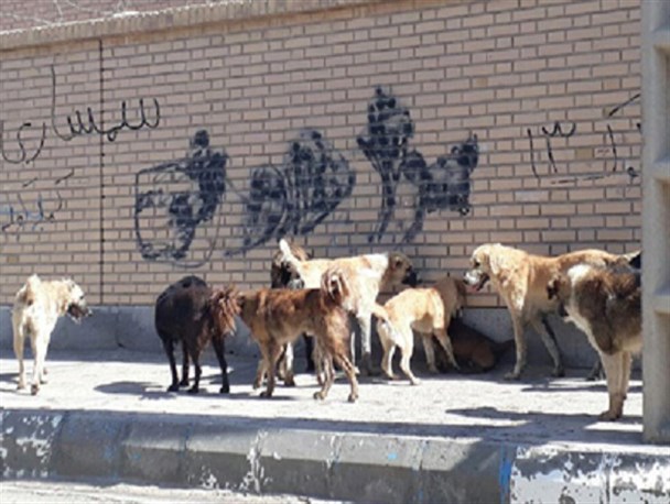 "سگ‌های ولگرد" در حال تبدیل به یک فاجعه ملی و تهدید بزرگ جان شهروندان