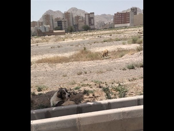 جمع آوری سگ های ولگرد در قم مطالبه عمومی است+فیلم