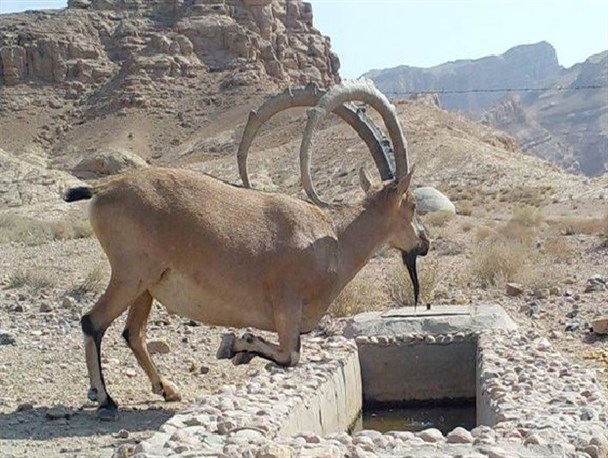 زاد و ولد حیات وحش بافق بر اثر خشکسالی متوقف شد
