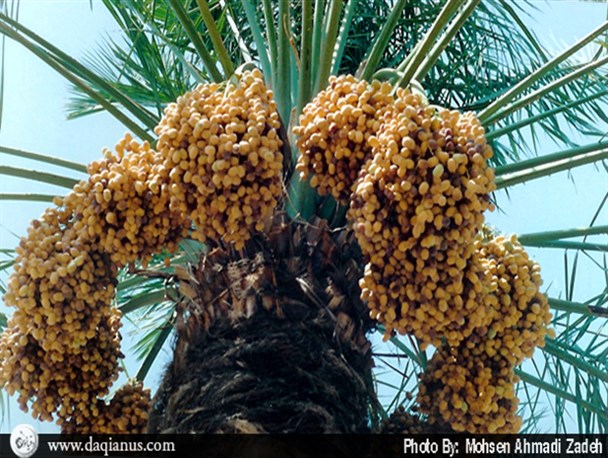 آغاز برداشت نوبرانه های هند ایران+تصاویر
