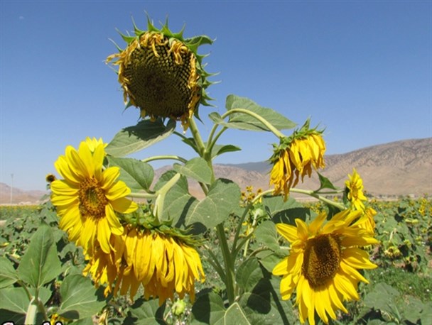 دومین جشنواره برداشت آفتابگردان روستای دشت به روایت تصویر