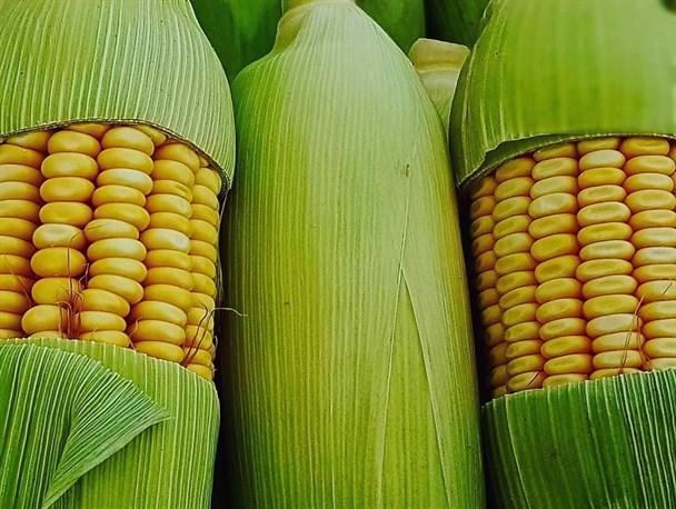 محصولات تابستانی گیلان به روایت تصویر