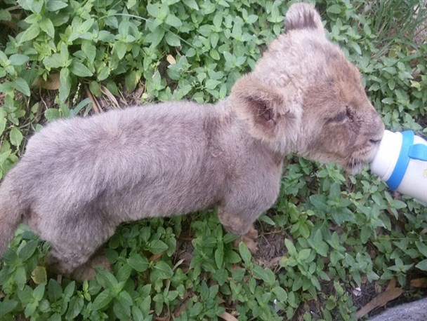 جزئیات قاچاق یک قلاده شیر در روستای روتک سراوان