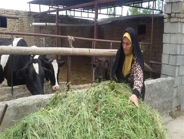 درآمدزایی شیرزن با پرورش شیرده ها/مشق تلاش و اراده توسط بانوی ارومیه ای+تصاویر