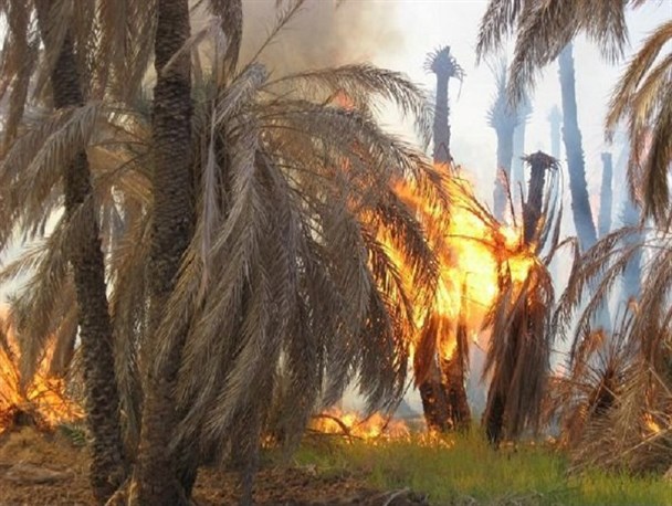 470 نخل بارور و پا جوش در شهر جالق طعمه حریق شد