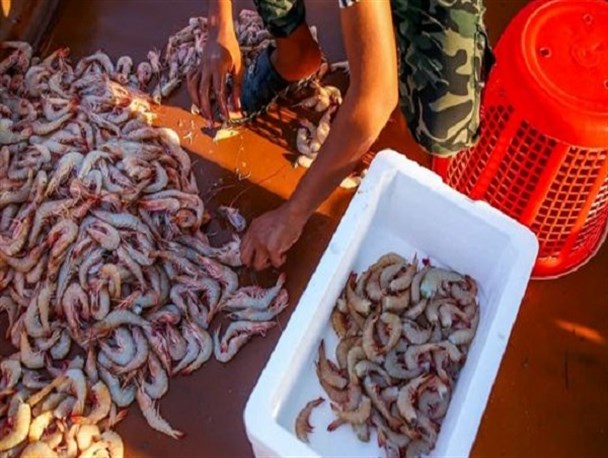 آغاز فصل برداشت میگو در خلیج فارس/ برداشت میگو امسال کمتر از پارسال است