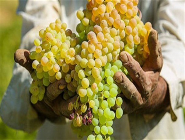 "دسترنج" باغداران در "جیب" دلالان/ خرید تضمینی؛ حلقه مفقوده تاکستان‌های کرمانشاه