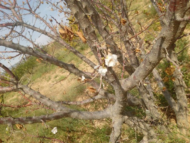 درختان زردآلو در روستاهای گرمه شکوفه دادند +تصاویر